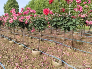 9月月季花事，月季养护分区域版本
