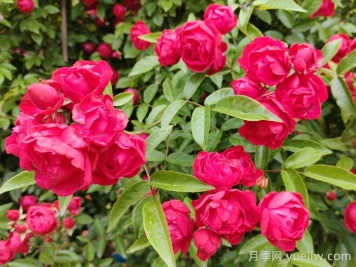红木香花是不是月季花？