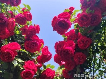 南通市花是什么？南通市花是月季