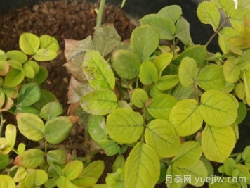 月季黄叶是因为什么原因？帮你判断和解决