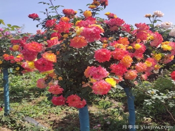 夏天开败的月季花，如何能快速再次开花？