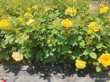 月季花如何安全度夏？地栽盆栽各有办法