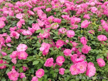 会养月季花，来把普通月季养成造型艺术品