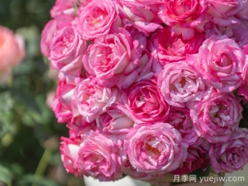 传统的四大切花有哪些？月季，菊花，康乃馨，剑兰