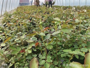 月季花的冬季养护要注意什么？