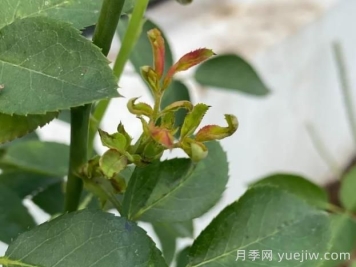 月季嫩尖干瘪，到底是什么问题产生的？