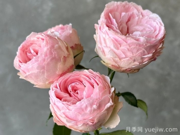 安利9款月季花，被花友吹爆