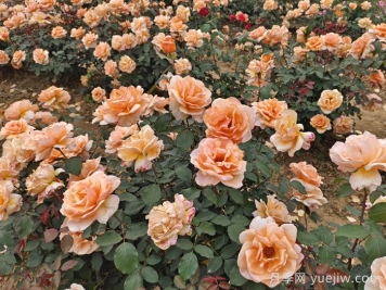 月季花在巩义市的应用