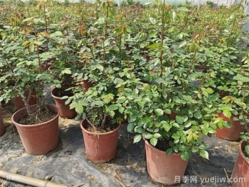 新买的月季苗如何换盆？