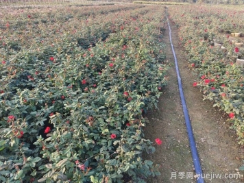 冬天月季花休眠，做好3件事为明年开花做准备