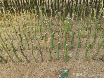 月季秋插方法很简单，牙签小苗成活率95%以上