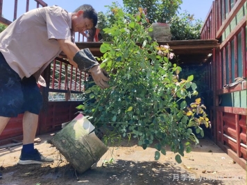 苗木干货，月季容器苗乃大势所趋