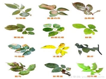 月季的这几种常见的病虫害，要学会这么防治