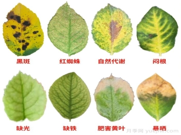 月季叶子发黄什么原因？会不会影响它正常生长？