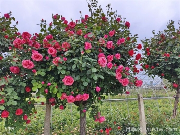 陇南树状月季花开，美了小城醉了路人