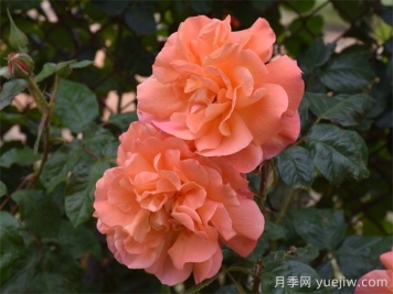 鞍山适合养月季花吗？市花和市树是什么？