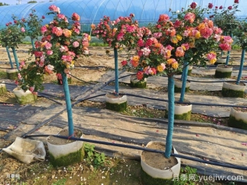 月季花木人不可不知的土壤酸碱知识
