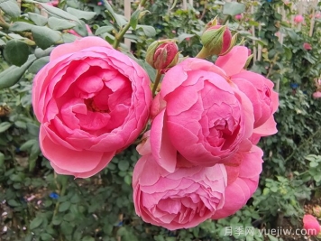 威海适合养月季花吗？市花和市树是什么？