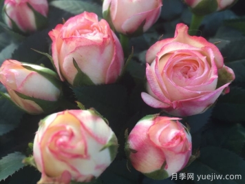 永远的哈瓦那月季