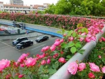 四月盛放的月季时间，湖北宜昌给你的专属浪漫花园