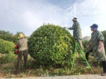 南阳绿地：修剪绿植 提升“颜值”