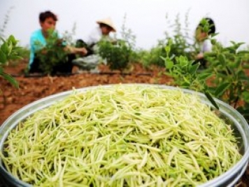 南阳中药材：种植金银花 致富“好药方”