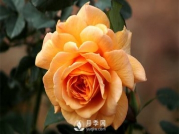 盆栽月季树插穗、新栽苗、生长期如何修剪？