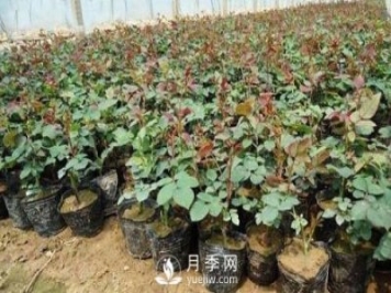 上海龙凤419讲述月季扦插小苗养根的三个步骤