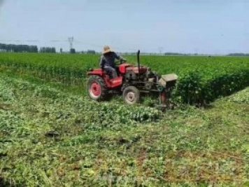 漯河85后小伙靠种艾草带群众发家致富