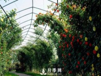 目前国内最大的月季主题游园你知道在哪吗