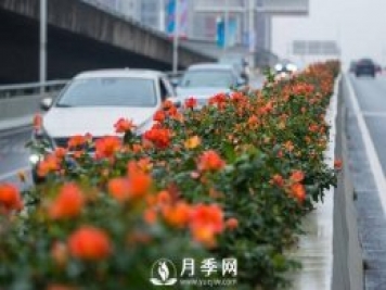 月季花期可调控，看武汉10月中旬月季花艳丽开放