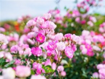 郑州伏羲山百亩玫瑰花盛放，上万株玫瑰美成了画