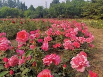 北京南海子公园近8万株月季花美丽盛开