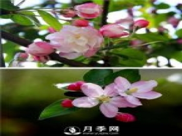 海棠花，与牡丹、兰花、梅花并称为“中国春花四绝”