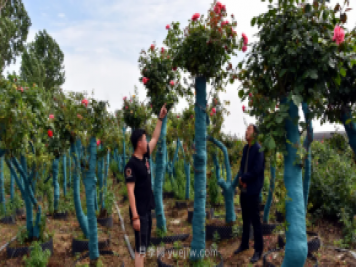 古桩月季繁花似锦，美丽经济花开镇平