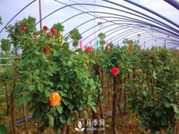 南阳树状月季怎么培育，南阳月季树有什么特点