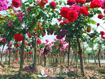 新品“月季树”为北京市花添色彩，居然引种自南阳内乡