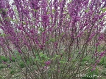 紫荆树与丛生紫荆的区别？