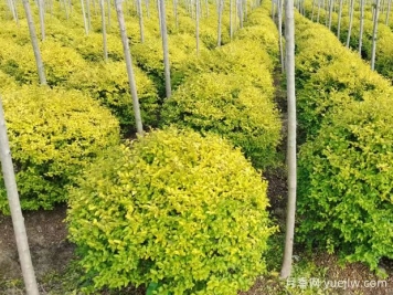 荆门沙洋县十里铺镇4万亩苗木成为致富的绿色产业