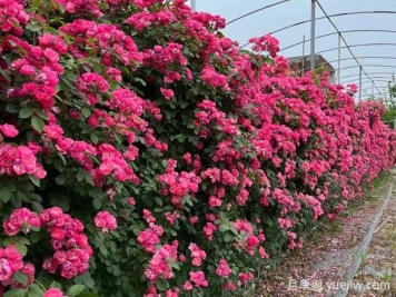 五种高颜值爬藤花，生长迅速，轻松打造美丽花墙