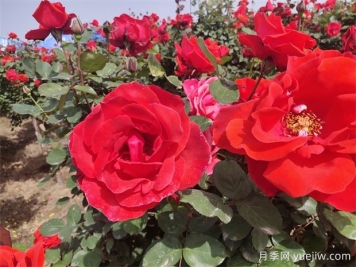 月季、玫瑰、蔷薇分别是什么？如何区别？