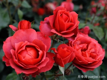 21朵玫瑰：不只是浪漫，还藏着这些深意