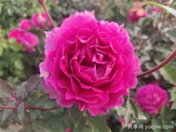 天方夜谭月季，四季开花，浓香耐热又耐寒