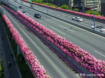 杭州高架月季初开，2024年又到走花路时间