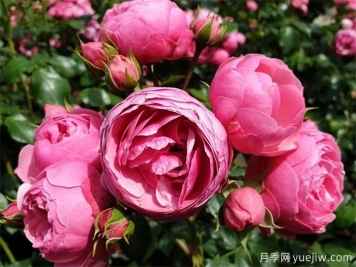 这6种月季开花不断，抗病性也很不错