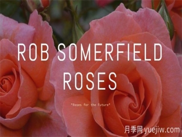 月季育种家：新西兰Rob Somerfield