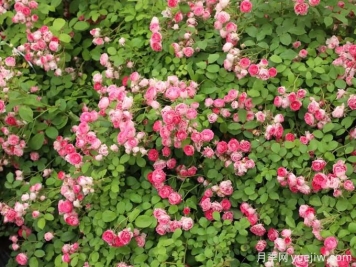 胭脂扣月季，爆花月季花里的天花板