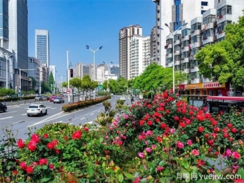 合肥树状月季大道，大朵月季扮靓城市风景