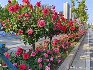 秋冬季园林植物养护技术要点