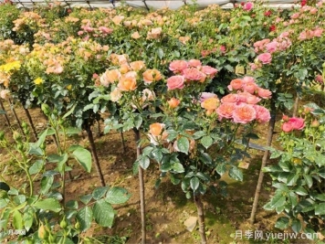 怎么正确给月季花浇水？月季浇水要避免四种情况